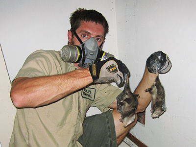 Hartford dead animal